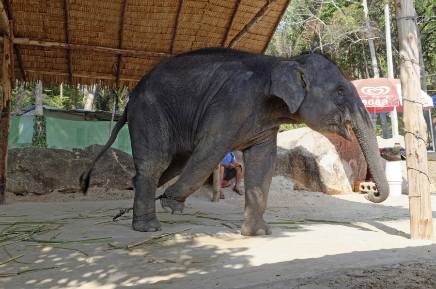 An elephant used for entertainment is seen at a venue in Thailand. London-based World Animal Protection says it wants tourists to know that the elephant you rode during your vacation in Thailand is probably a miserable victim of abuse.