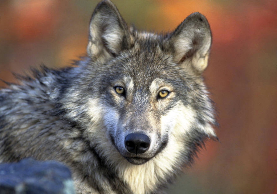 Bills in Congress would delist the gray wolf as a protected species in the western Great Lakes and Wyoming.