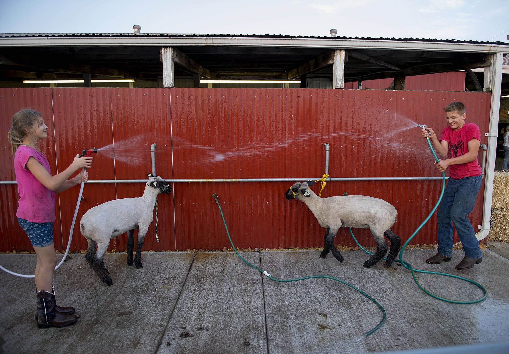 Hope Roberts, 11, of Amboy, left, playfully exchanges squirts of water with her brother, Lane, 12, while helping to clean his sheep, Pistol Whip, left, and Fred near the Hoof Beats 4-H Club barn during the Clark County Fair on Wednesday evening. Lane Roberts said Pistol Whip and Fred are twins and are both Hampshire sheep, who he helped to raise.
