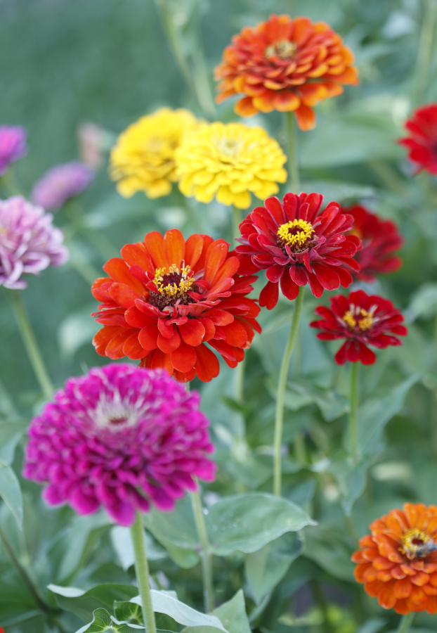Zinnias are a great choice for growing in your garden and look great in vases.
