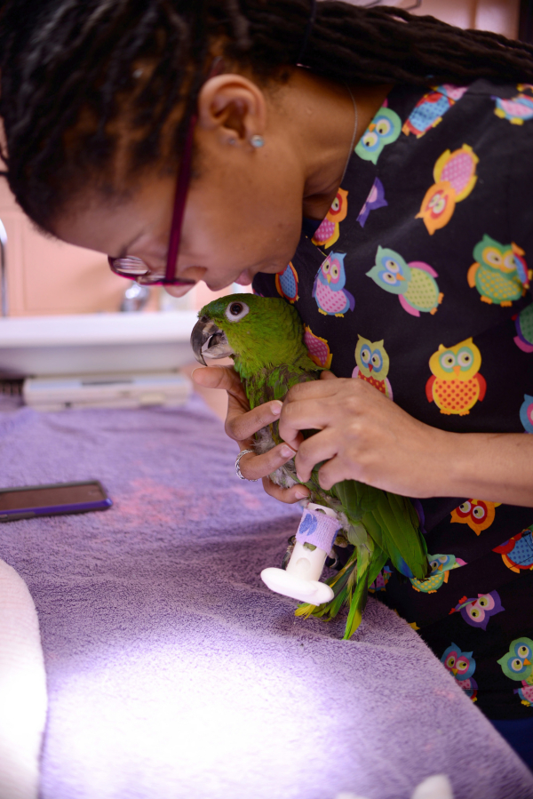 Pete the parrot tries out a new prosthetic leg with Dr. La’Toya Latney at Penn Vet’s Ryan Hospital.
