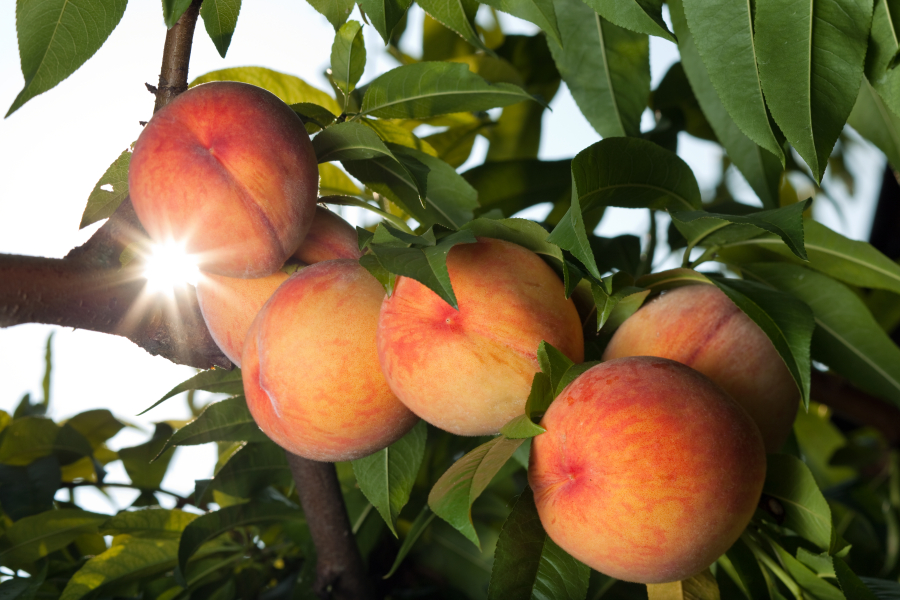 Ideally, peaches should be firm but slightly soft to the touch.
