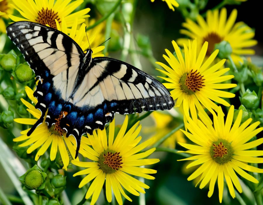 Eastern tiger swallowtails are just one of several species that will nectar on the cup plant.