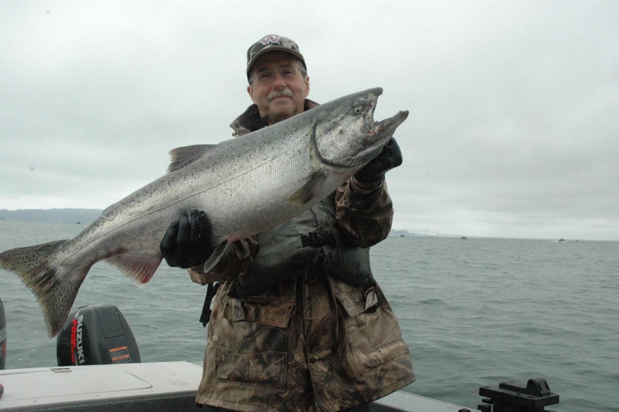 Retiring Columbian outdoor writer Allen Thomas with a fall chinook salmon caught on Friday upstream of the Astoria Bridge in the Buoy 10 season at the mouth of the Columbia River.