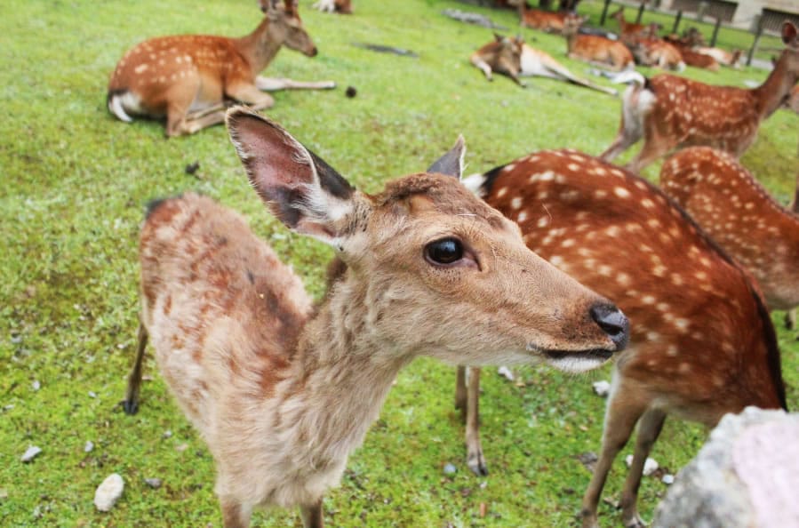 Deer in Nara, Japan iStock