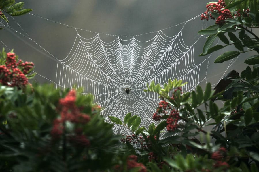 Scientists found that the orb-weaver spider dismantles its web during a total eclipse.