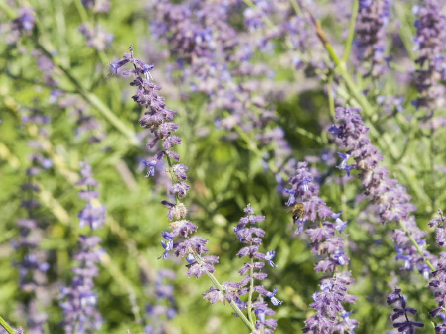 Russian sage is a good choice to bring a softer shade to summer.