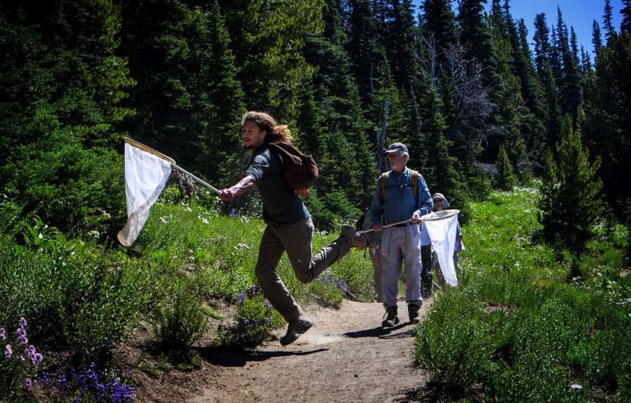 Tucker Grigsby, an intern with the Cascades Butterfly Project, jumps to catch a butterfly in Mount Rainier National Park as volunteer Mark Johnston from Leavenworth watches.