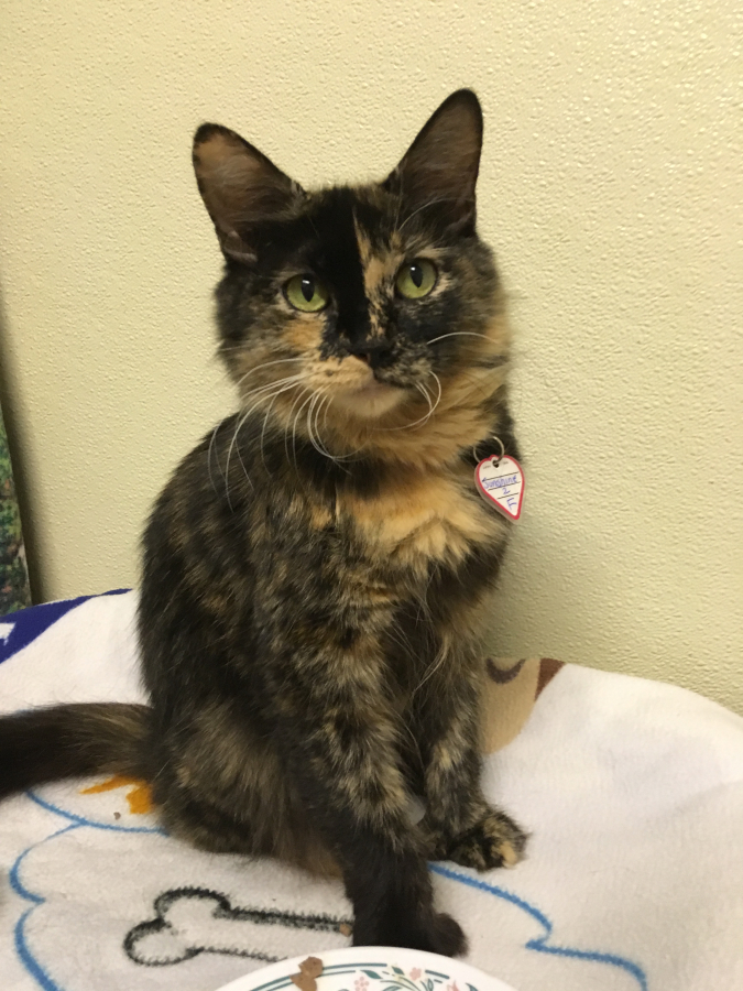 Sunshine is ready for the eclipse! This gorgeous Tortie is sweet and gentle and likes being picked up. She has a very soft coat, extra toes and gets along with other cats. She’ll melt your heart!  These pets are among those available for adoption from 11 a.m. to 2 p.m. Monday through Saturday at West Columbia Gorge Humane Society, 2675 S. Index St., Washougal. Fees include spay/neuter, microchip, vaccinations and flea treatment.