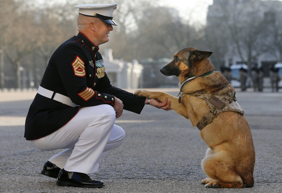 Gunnery sergeant Christopher Willingham of Tuscaloosa, Ala., pets retired U.S. Marine dog Lucca after Lucca received the PDSA Dickin Medal, awarded for animal bravery, in London on April 5, 2016. The German Shepherd lost her leg in 2012 in Afghanistan during a search for improvised explosive devices.