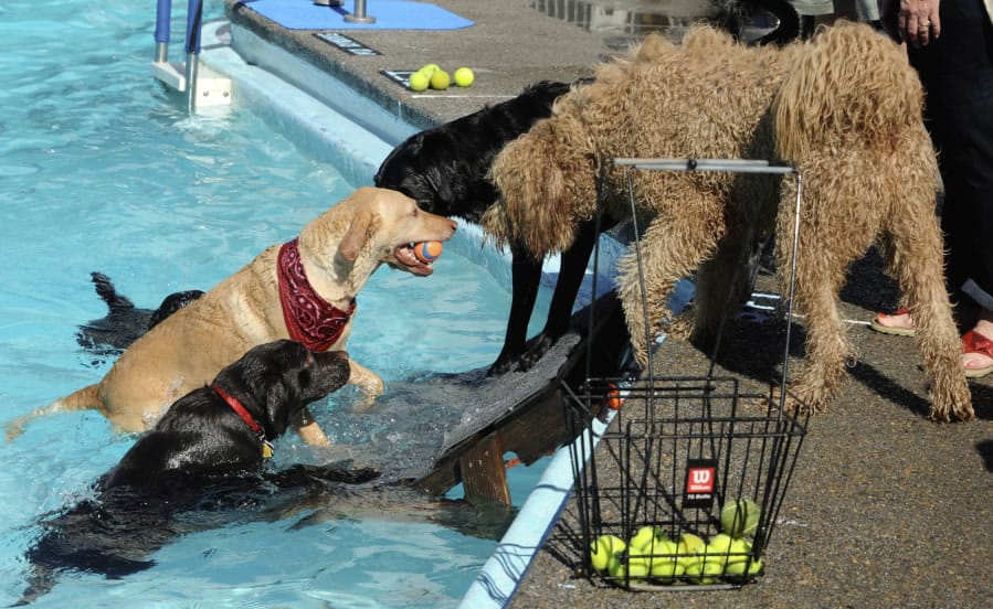 Dogs chase balls in the pool at Lake Shore Athletic club during a fundraiser for Humane Society for Southwest Washington.