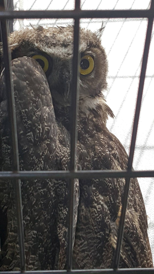 Officers found this great horned owl Monday alongside state Highway 14 east of Washougal, then took it to the Portland Audubon Society’s Wildlife Care Center.