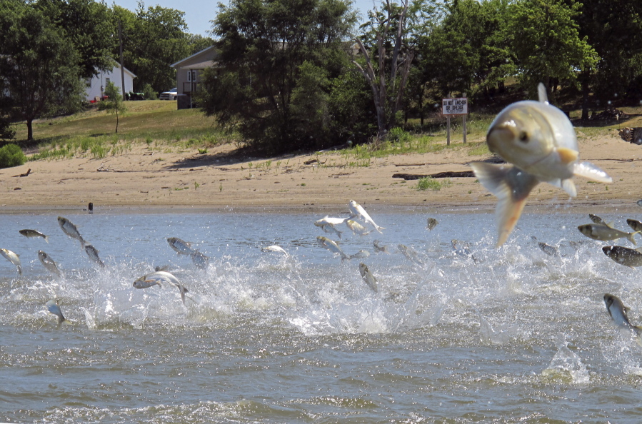 Asian carp, jolted by an electric current from a research boat, jump from the Illinois River near Havana, Ill. The U.S. Army Corps of Engineers is preparing to release a draft report expected out Monday, Aug. 7, 2017, on possible measures at a crucial site in Illinois that could prevent invasive Asian carp from reaching Lake Michigan.