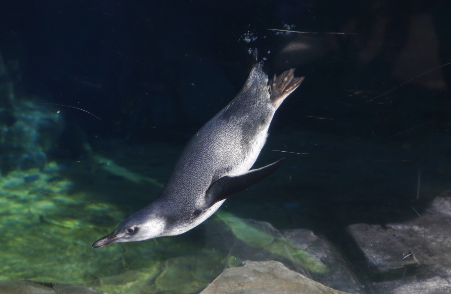 A baby penguin swims during it’s public debut Adrian Samora/Aquarium of the Pacific