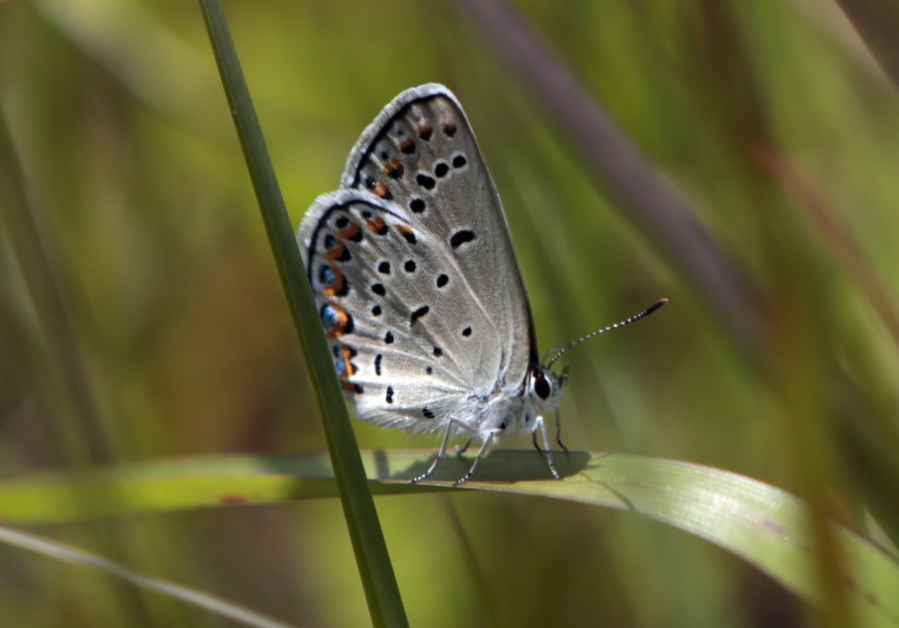 A Karner blue butterfly is seen after it was released at the Albany Pine Bush Preserve Commission in Albany, N.Y. Wildlife officials announced July 20 that the butterfly on the federal endangered species list is doing well in the sandy pine barrens west of Albany. The butterfly is also making a comeback through recovery efforts in Ohio and New Hampshire.