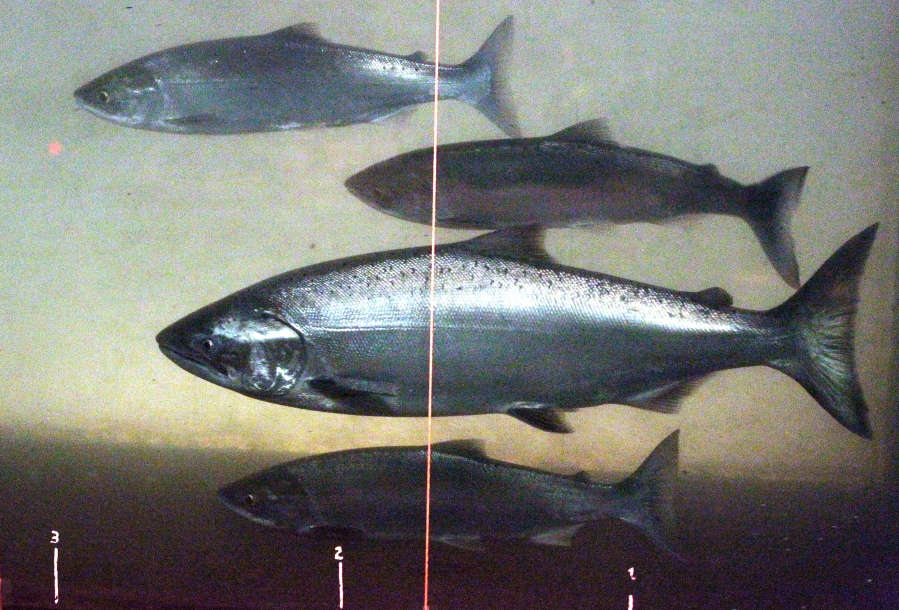 A Chinook salmon, second from the bottom, swims in the Columbia River with sockeye salmon at the Bonneville Dam fish-counting window near North Bonneville in 2012.