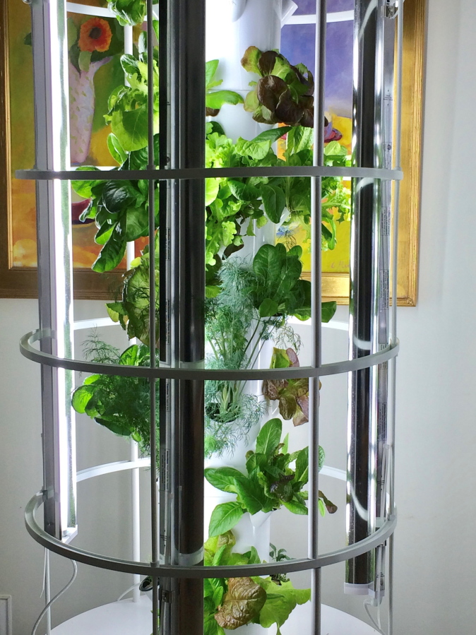 This undated photo by Dina Klempf courtesy of LA Urban Farms shows an indoor grow garden. The vertical garden of growing greens, and the burble of a circulating water pump make for a pleasing and pretty addition to a sunny kitchen or sunroom.