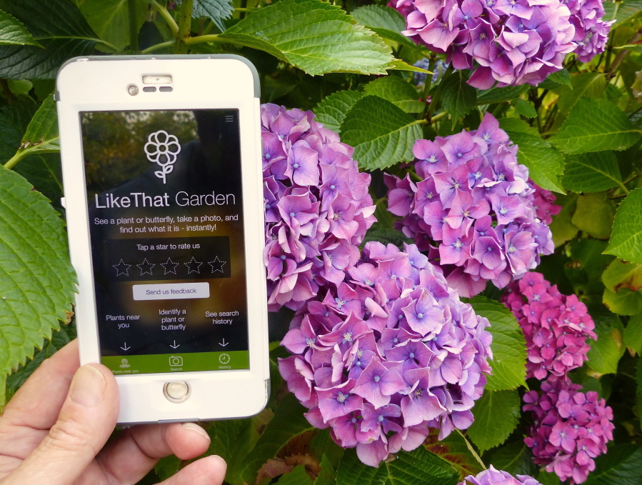 A gardener in Langley uses the Like That Garden app, one of the many entries in the expanding field of apps designed to instantly identify unknown plants or butterflies from a photo taken by the phone camera.