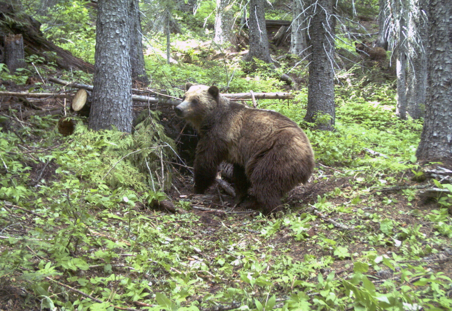 This photo taken in 2014 by an automatic trail camera shows an adult female grizzly bear in the Cabinet Mountains in northwest Montana. U.S.