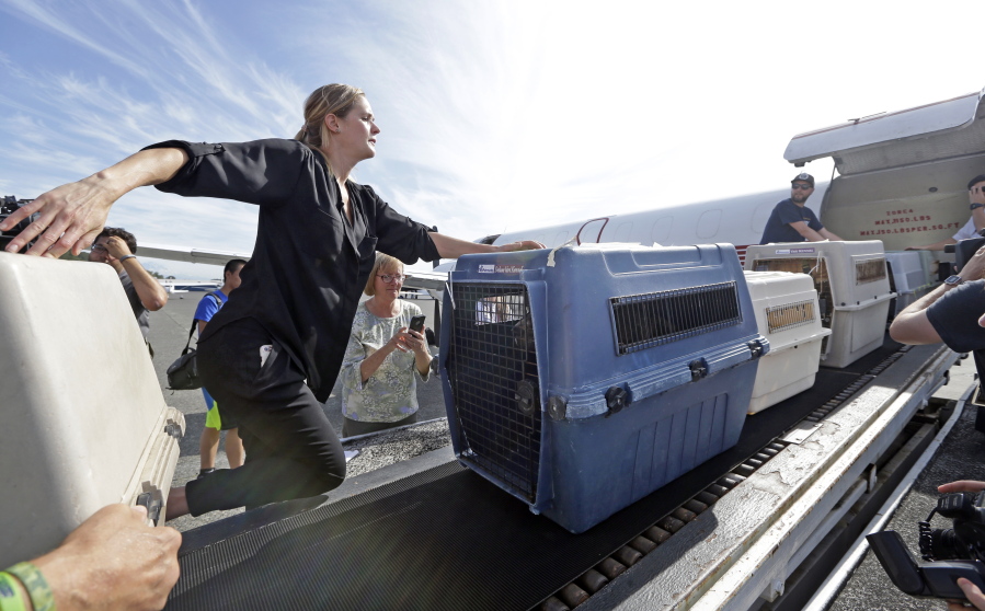 Volunteers unload 35 dogs from Texas shelters flown to make space for companion animals rescued in the Hurricane Harvey aftermath, Wednesday, Aug. 30, 2017, in Seattle. The dogs arriving in Seattle were already in Texas shelters when Harvey hit and are being transferred to Seattle-area shelters so animals displaced from the flooding can be cared for in Texas until they can be reunited with their families there. The rescue transfer is a collaboration between Humane Society of the United States, Wings of Rescue, the Progressive Animal Welfare Society (PAWS) and other Seattle-area shelters.