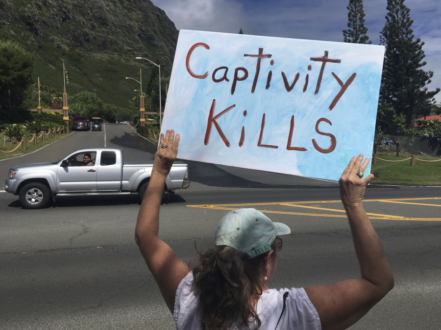 In this May 13, 2017 photo, an activist holds a sign during a protest outside Sea Life Park in Waimanalo, Hawaii. A marine mammal that has contributed to groundbreaking science for the past 30 years is again making waves after being sold to the marine amusement park in Hawaii. Kina is a false killer whale, a large member of the dolphin family. Animal-rights activists say she deserves a peaceful retirement in an ocean-based refuge but is instead being traumatized by confinement in concrete tanks at Sea Life Park. But Kina’s former Navy trainer and a longtime marine mammal researcher say no such sea sanctuaries exist, and the park is the best place for the 40-year-old toothy cetacean.