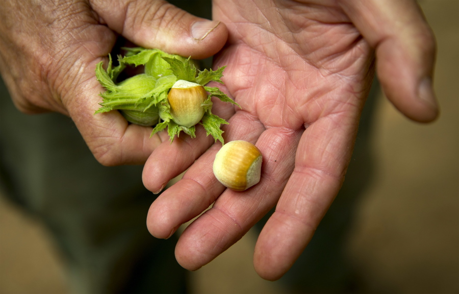 Farmer Garry Rodakowski holds hazelnuts at his orchard near Vida, Ore., earlier this month. Agriculture experts predict that Oregon’s hazelnut production will be down 18 percent from last year.