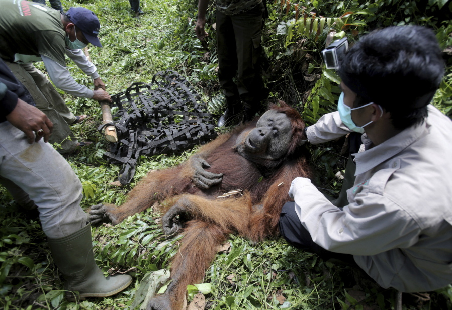 Conservationists of Sumatran Orangutan Conservation Program prepare a makeshift stretcher to carry a tranquilized male orangutan to be relocated from a swath of destructed forest located too close too a palm oil plantation at Tripa peat swamp in Aceh province, Indonesia. It’s been called the orangutan capital of the world, but the great apes in Indonesia’s Tripa peat forest on the island of Sumatra are under threat by palm oil plantations that have gobbled up thousands of acres of land to make room for trees that produce the most consumed vegetable oil on the planet.