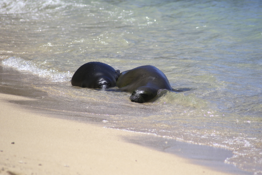 A Hawaiian monk seal pup, left, and her mother rest Tuesday on a Waikiki beach in Honolulu. The pup, which has been named Kaimana, has been left by his mother. That has led officials to believe the pup was weaned and led scientists to relocate the her.