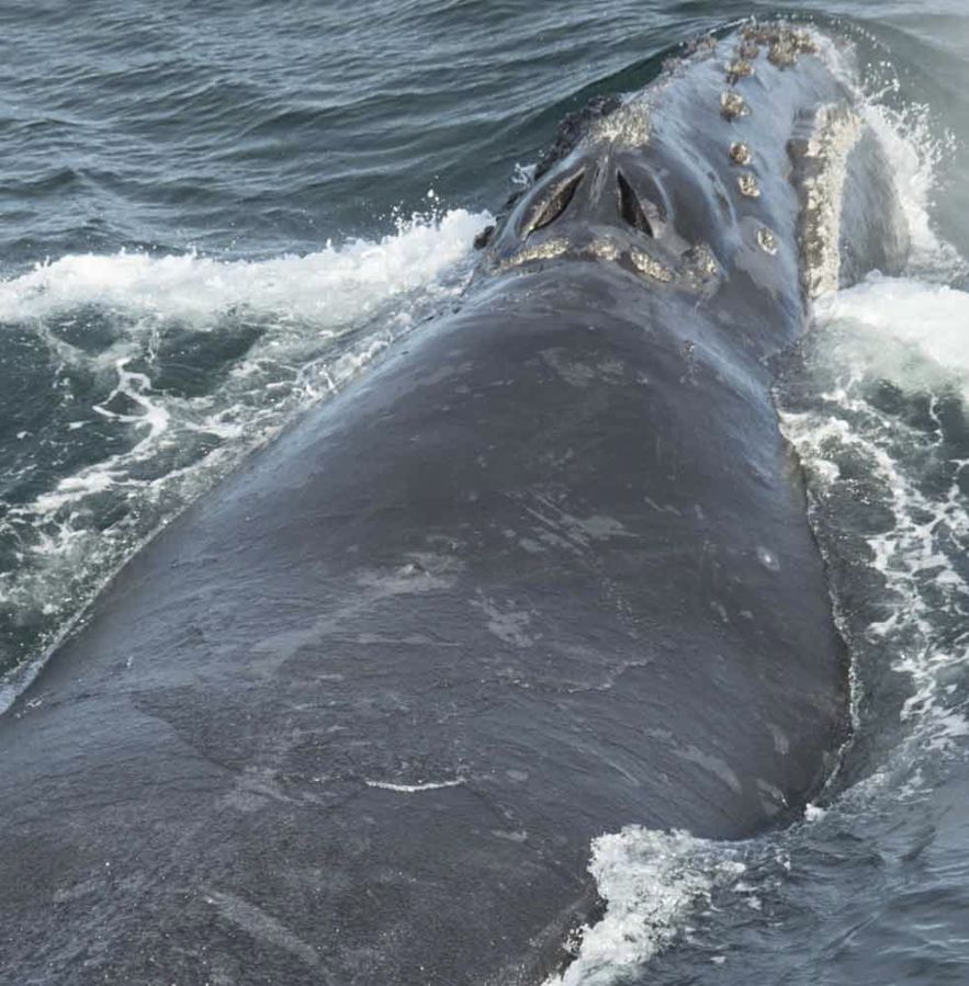 In this Aug. 6, 2017 photo provided by NOAA Fisheries a North Pacific right whale swims in the Bering Sea west of Bristol Bay. Jessica Crance, a research biologist with the National Oceanic and Atmospheric Administration, was able to use acoustic equipment to find and photograph two of the extremely endangered whales and obtain a biopsy sample from one. NOAA estimates only 30 to 50 eastern stock North Pacific right whales still remain.