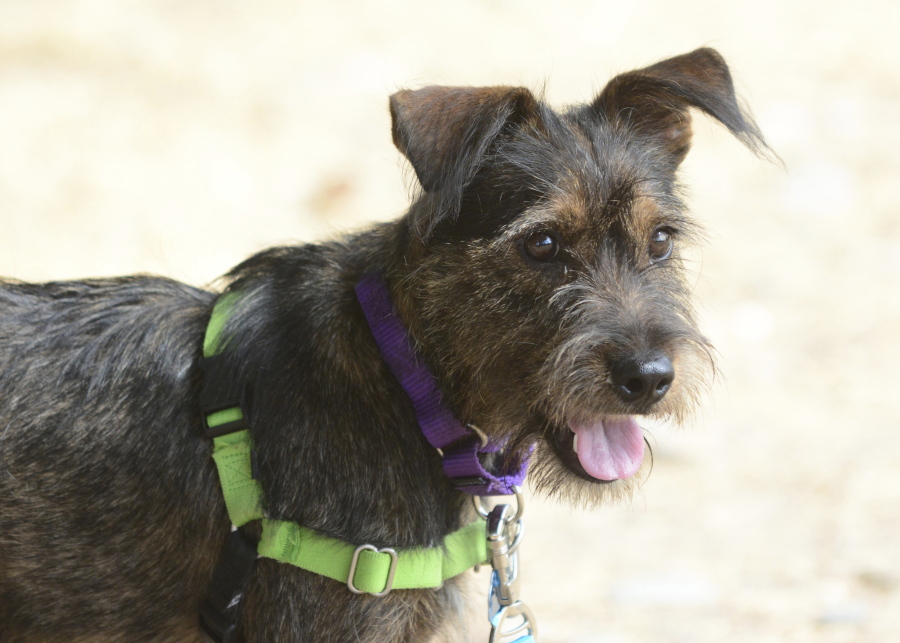 Shaggy, an 8-month-old terrier mix, who was brought up from a Texas shelter at the Skagit County Humane Society in Burlington.