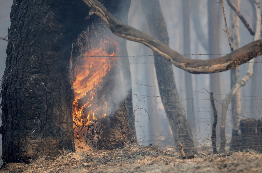 A tree continues to burn from a wildfire along Lumpkin Road near Oroville, Calif., Wednesday, Aug. 30, 2017. The wildfire is among a series of wildfires burning across the U.S. West.