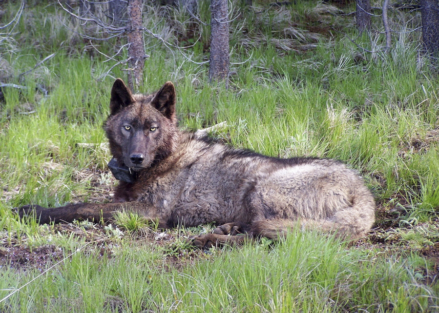 A male in the Imnaha Wolf Pack is shown after being radio-collared in Oregon in May 20, 2014. Authorities plan to kill another two wolves in Oregon after more livestock were attacked.