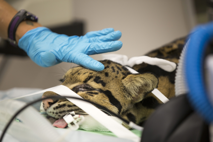 Dongwa, a clouded leopard at the Brookfield Zoo, is prepared for a CT scan at the zoo during a medical exam on July 26 in Brookfield, Ill.