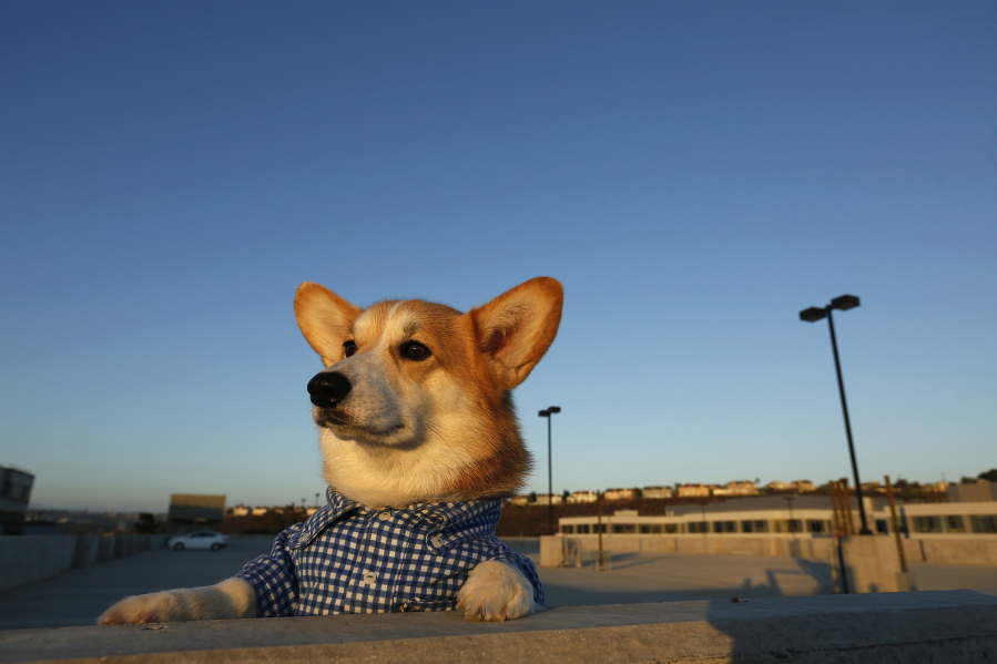 Geordi La Corgi takes in the view from the rooftop of a garage overlooking Playa Vista.