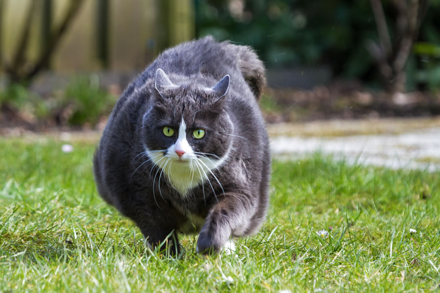 Fat pets can be cute, but obesity can cause serious health problems.
