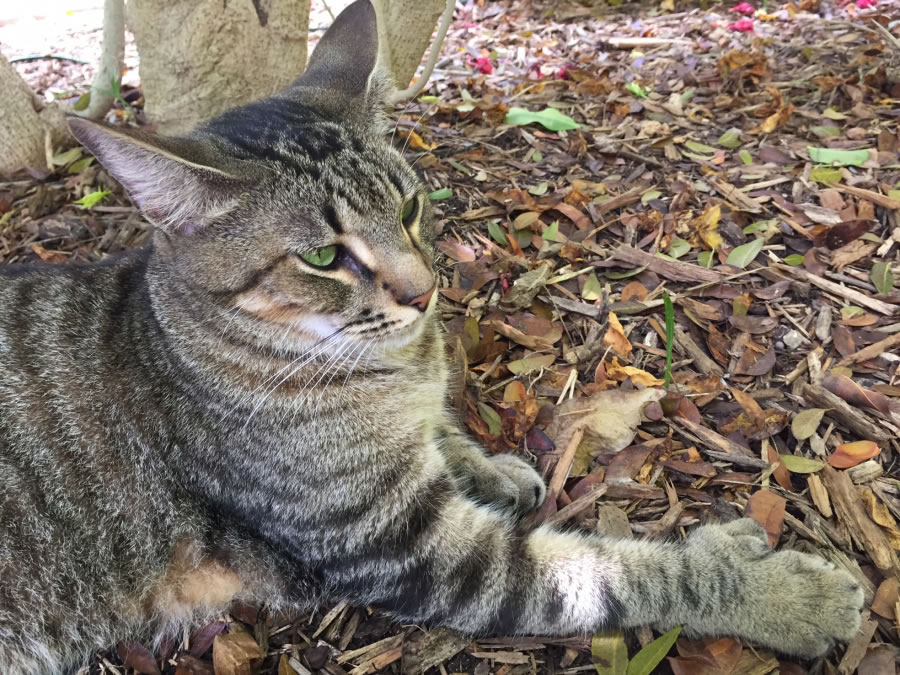 A six-toed cat at the Hemingway Home and Museum in Key West, Fla., in April.