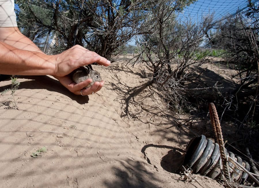An infant pygmy rabbit is released May 18, 2012, near a man-made burrow it was captured in under a protective net in the sagebrush of remote Douglas County.