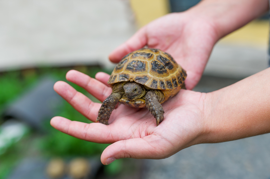 Tiny turtles can harbor salmonella and make people sick.