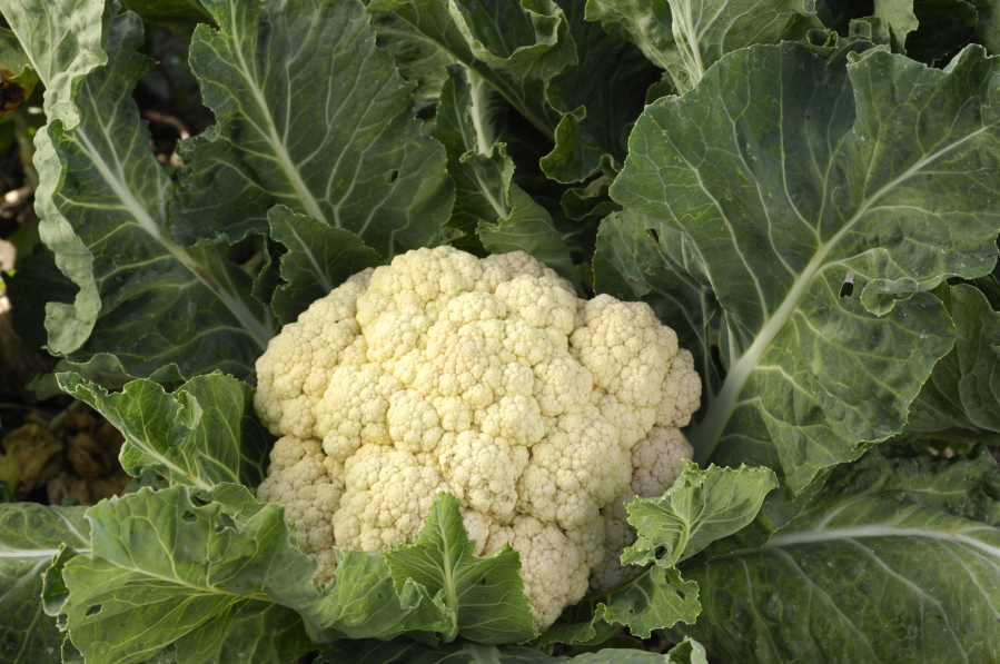 Cauliflower is a source of vitamin C, potassium and B vitamins.