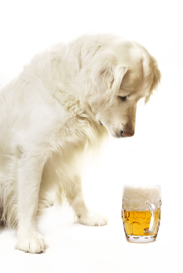 Want to drink with your pet? This website tells you where you can.