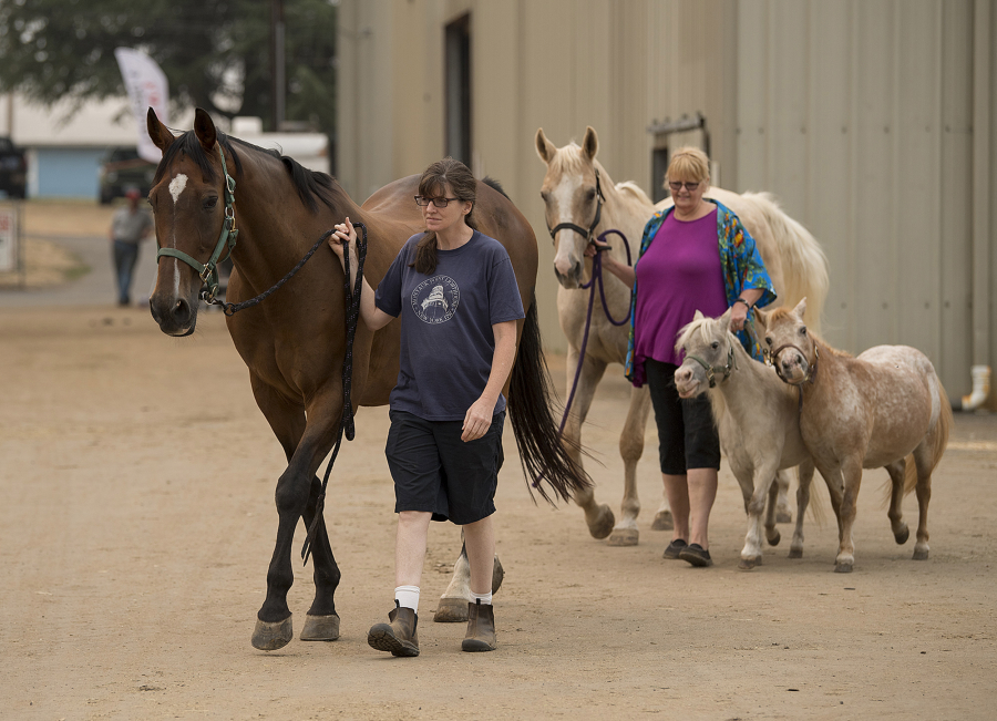 Liz Gebhard of Portland, left, walks with her horse, Leo, as Joee Andersen, cq, walks with her horse, Noah, left, as well as miniature horses Tashi, green halter, and Namaste, of Windy Ridge Farm after the horses were evacuated from Skamania County to the Clark County Fairgrounds on Wednesday morning, Sept. 6, 2017. Leo, Noah, Tashi and Namaste were four of 22 horses displaced from the farm.