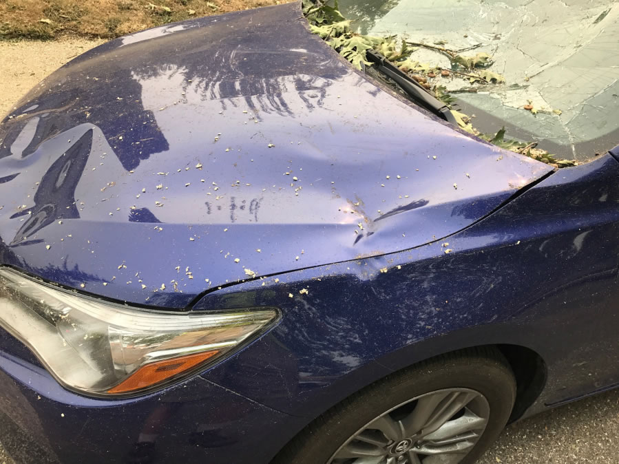 Gregory Nelson’s household’s Toyota Corolla sits damaged Sept. 4 after a tree fell on it. A low, thick tree branch fell from a tree on Sacajawea Elementary School, damaging three cars parked nearby.
