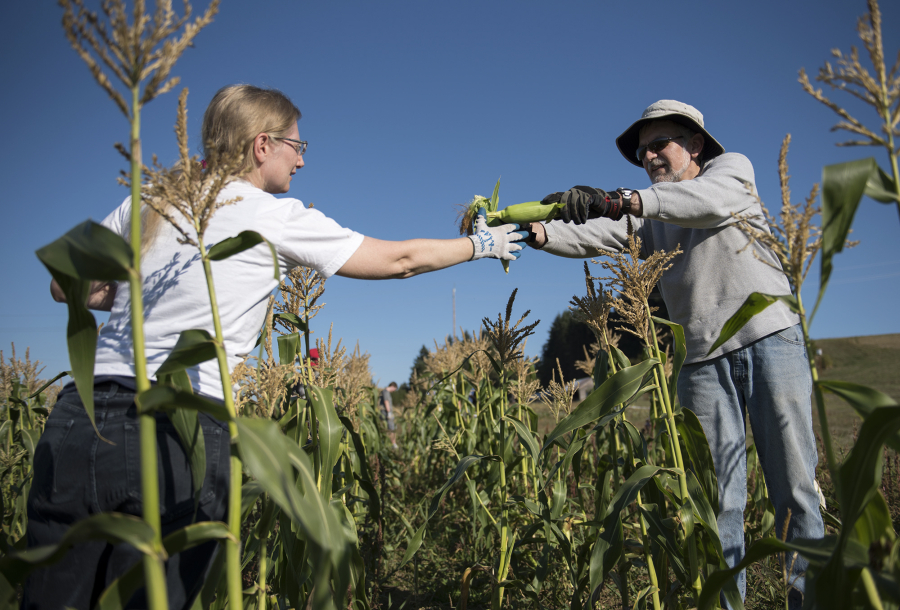 Cheryl Aichele of Vancouver and Bob Cather of Hazel Dell pick corn during the second event for Vancouver’s new VolunTOUR program at the 78th Street Heritage Farm in Hazel Dell. Volunteers are encouraged to help at a series of events in different locations.