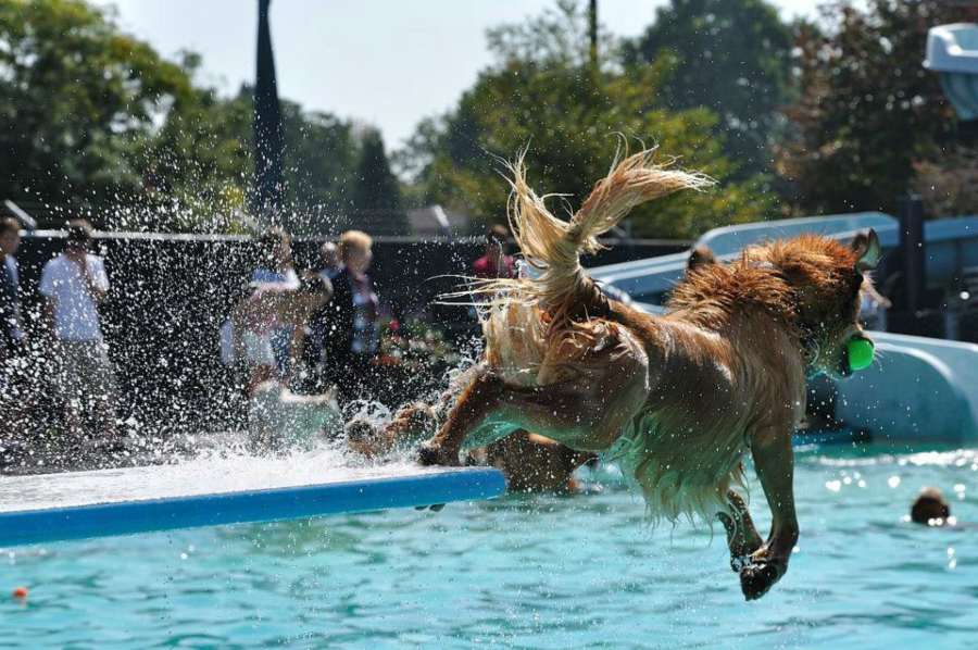 Dogs can jump into the pool during the ninth annual Doggie Dive at Lake Shore Athletic Club.