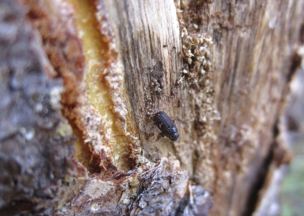 In this July 12, 2017, photo, a dead pine beetle is shown on the inside of a piece of bark peeled from a beetle-killed tree near Albany, Wyo. U.S. Forest Service statistics compiled for The Associated Press show that about 6.3 billion dead trees are still standing in 11 western states, up from 5.8 billion five years earlier. The Forest Service says about 20 percent were likely killed by a massive beetle outbreak.