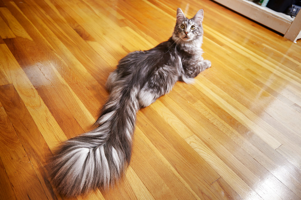 This undated photo provided by Guinness World Records 2018 shows Cygnus, a Silver Maine Coon cat, of Ferndale, Mich. Cygnus is the record holder for the longest tail on a domestic cat (living) at 44.66 cm (17.58 inches).