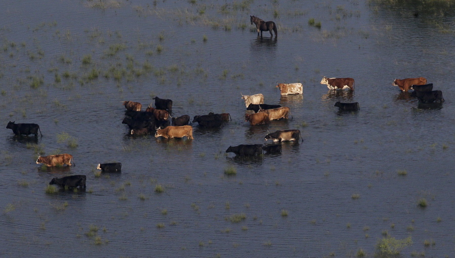 Livestock stand in floodwaters caused by Tropical Storm Harvey on Friday in Port Arthur, Texas.