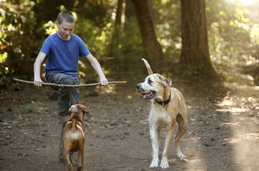 Clayton Cavasos tries to break a stick in half so that dogs Duke and Zeus, right, can each have a piece. Meegan M.