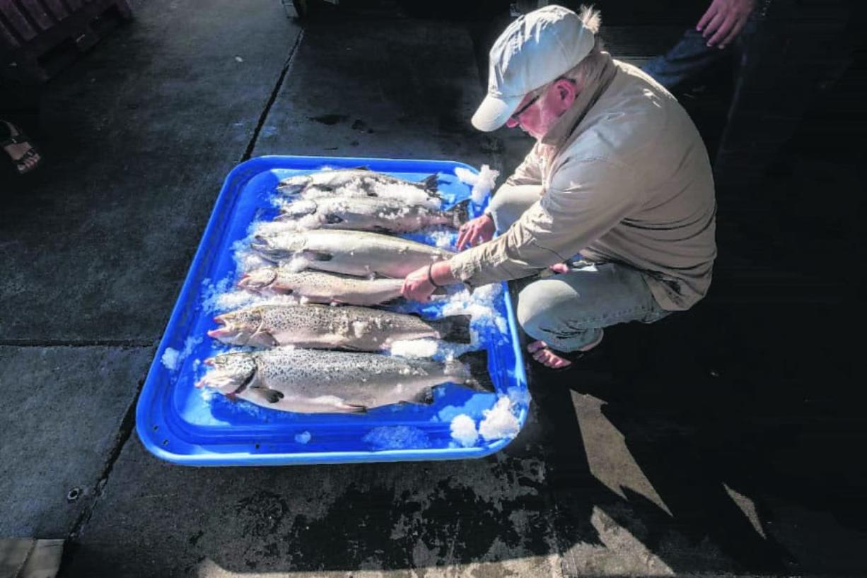 Riley Starks of Lummi Island Wild shows three of the farm-raised Atlantic salmon that were caught alongside four healthy Kings in Point Williams.