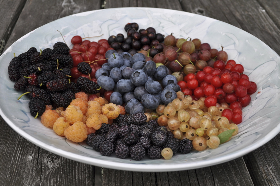A bowl of berries grown and harvested in New Paltz, N.Y. Berries are the quintessential summer fruit but, with choice of appropriate varieties, raspberries, blackberries, and blueberries can go on to yield their delectable bounty into fall.
